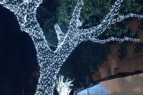 樹木夜景亮化-不一樣的城市夜游體驗